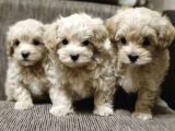 Bol Kıvırcık Tüylü Maltipoo Yavrular