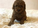 Red -Apricot Toy Poodle Yavrular