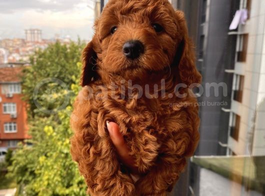 Birbirinden Tatlı Redbrown Toypoodle Bebeklerimiz