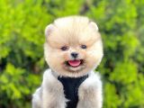 Orji̇nal Pomerani̇an Boo Yavrumuz Gelmi̇şti̇r