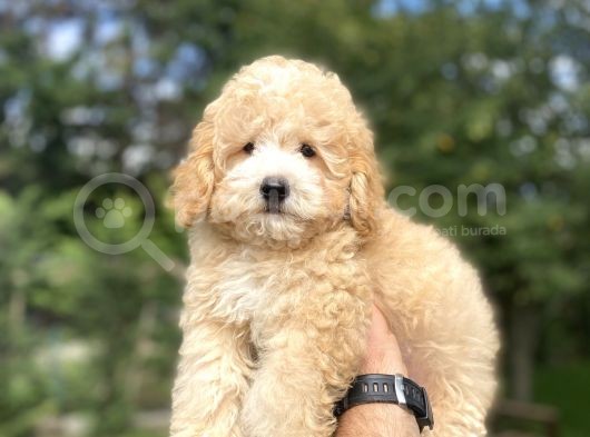 Uygun Party Colour Poodle Bebeği̇mi̇z