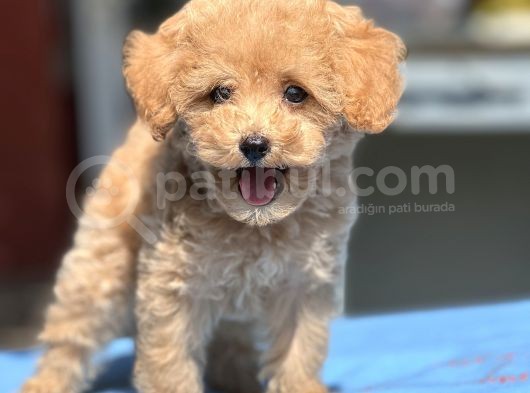 Bebek Surat Toy Poodle Yavrular görsel