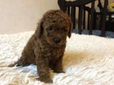 Red -Apricot Toy Poodle Yavrular