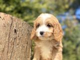 Gerçek Malti̇poo Di̇zayn Irk Bebekler