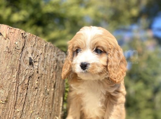 Gerçek Malti̇poo Di̇zayn Irk Bebekler görsel