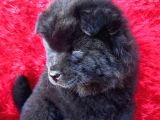 Siyah Chow Chow Yavrular