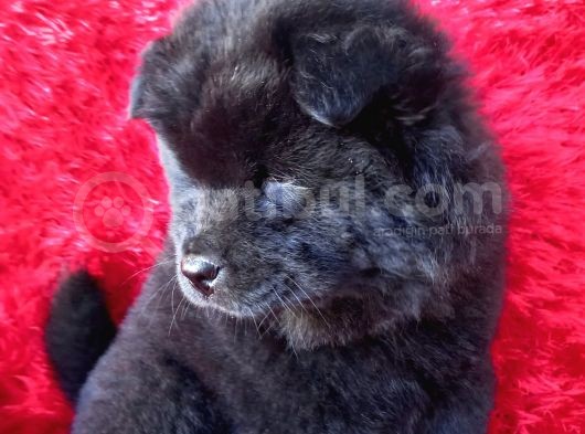 Siyah Chow Chow Yavrular