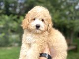 Uygun Party Colour Poodle Bebeği̇mi̇z