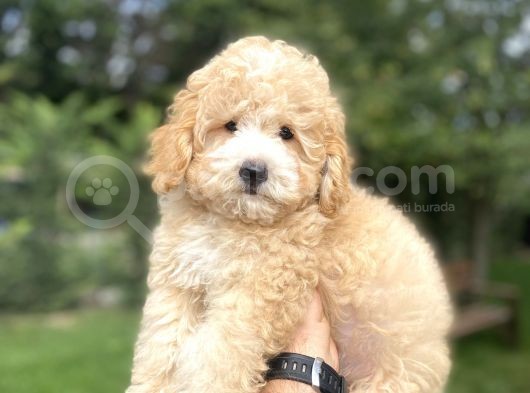 Uygun Party Colour Poodle Bebeği̇mi̇z görsel