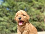 Sevi̇mli̇ Di̇zayn Irk Malti̇poo Bebekler