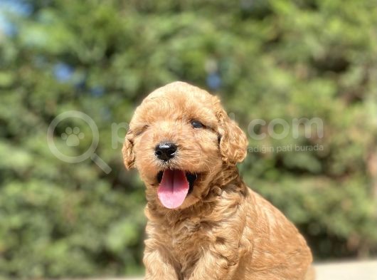 Sevi̇mli̇ Di̇zayn Irk Malti̇poo Bebekler görsel