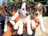 Jack Russel Yavrular