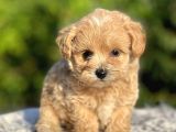 Show Kalite Maltipoo Bebekler