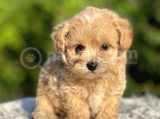 Show Kalite Maltipoo Bebekler