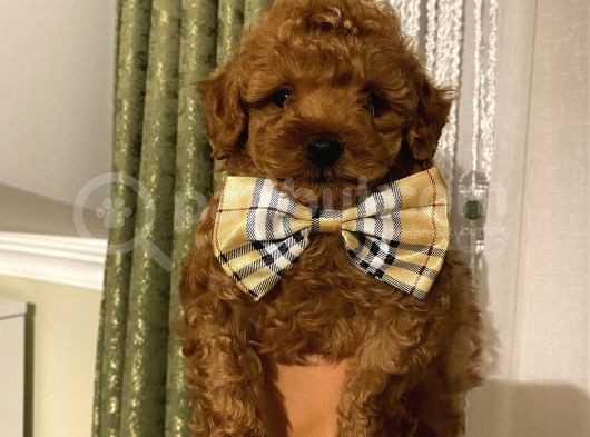Aşılı Pasaportlu Toypoodle Bebeklerimiz görsel