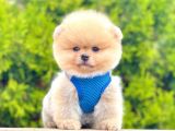Safkan Teddy Face Pomeranian Boo Yavrularımız
