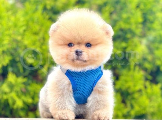 Safkan Teddy Face Pomeranian Boo Yavrularımız görsel