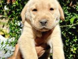 Baby Face Golden Yavrular
