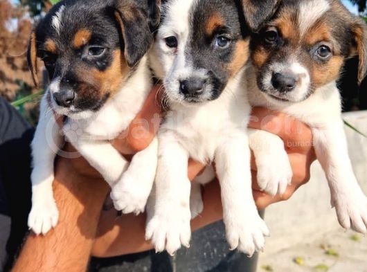 Jack Russel Yavrular görsel