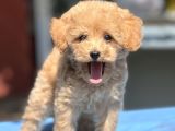 Bebek Surat Toy Poodle Yavrular
