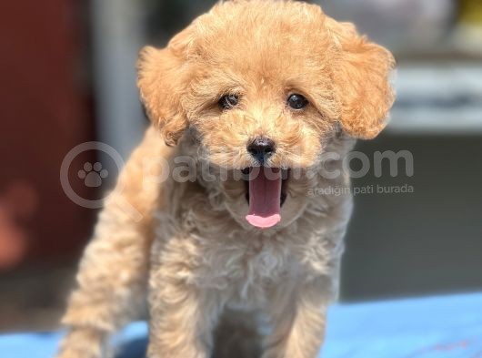 Bebek Surat Toy Poodle Yavrular