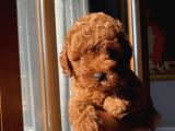 Aşılı Pasaportlu Toypoodle Bebeklerimiz
