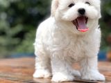 Show Kalite Maltese Terier Bebekler