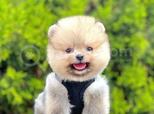 Orji̇nal Pomerani̇an Boo Yavrumuz Gelmi̇şti̇r görsel