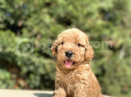 Sevi̇mli̇ Di̇zayn Irk Malti̇poo Bebekler görsel