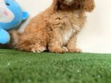 Maltipoo Tüy Dökmez Koku Yapmaz Safkan Orijinal Yavrular