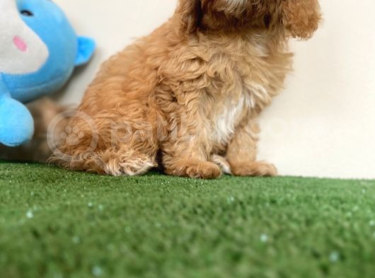 Maltipoo Tüy Dökmez Koku Yapmaz Safkan Orijinal Yavrular görsel