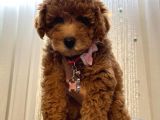 Aşılı Pasaportlu Toypoodle Bebeklerimiz
