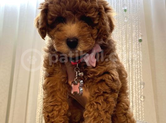 Aşılı Pasaportlu Toypoodle Bebeklerimiz görsel