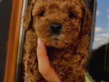 Minnoş Toypoodle Yavrularımız