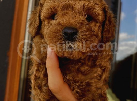 Minnoş Toypoodle Yavrularımız görsel
