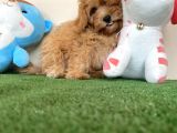 Maltipoo Tüy Dökmez Koku Yapmaz Safkan Orijinal Yavrular