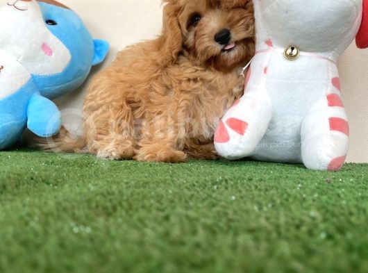 Maltipoo Tüy Dökmez Koku Yapmaz Safkan Orijinal Yavrular görsel