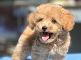 Bebek Surat Toy Poodle Yavrular