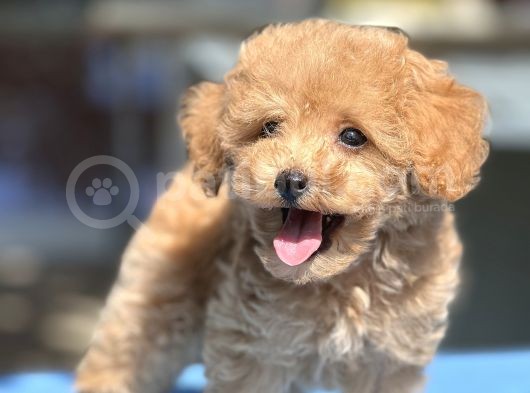 Bebek Surat Toy Poodle Yavrular görsel