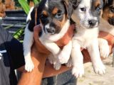 Jack Russel Yavrular
