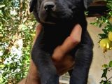 Labrador Yavrular