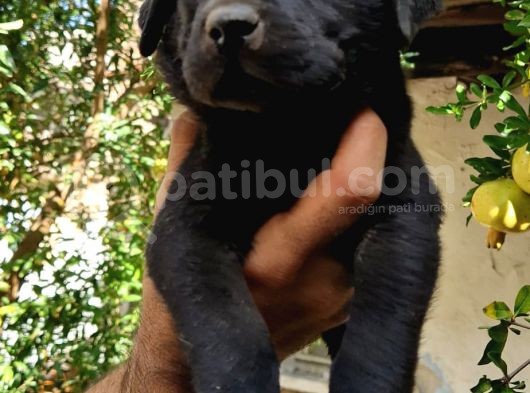 Labrador Yavrular görsel