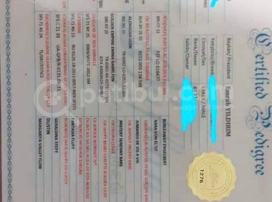 2 Adet Erkek Yavrumuz Yeni Sahibini Arıyor görsel