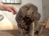 Blue Cane Corsa Yavrular