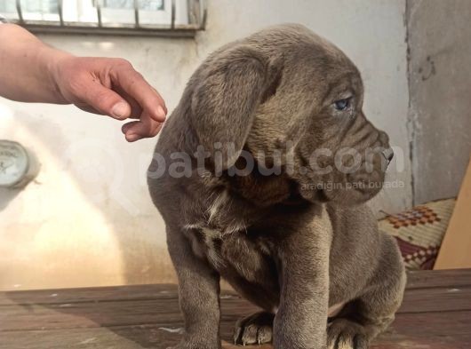 Blue Cane Corsa Yavrular görsel