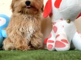 Maltipoo Tüy Dökmez Koku Yapmaz Safkan Orijinal Yavrular