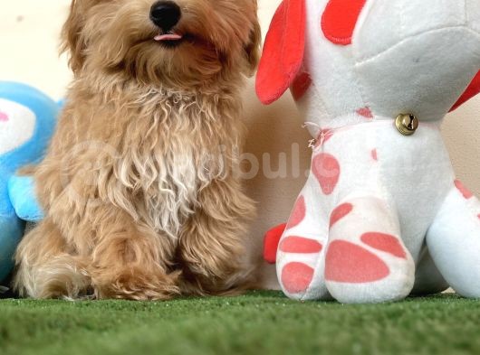 Maltipoo Tüy Dökmez Koku Yapmaz Safkan Orijinal Yavrular