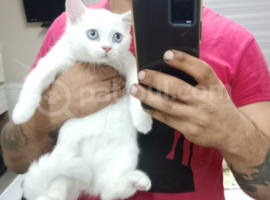 2 Adet Erkek Yavrumuz Yeni Sahibini Arıyor görsel