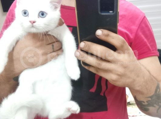 2 Adet Erkek Yavrumuz Yeni Sahibini Arıyor görsel