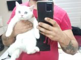 2 Adet Erkek Yavrumuz Yeni Sahibini Arıyor